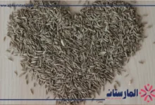 الكمون للمعدة