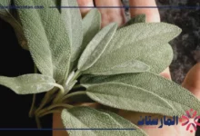 فوائد الميرمية للرجال