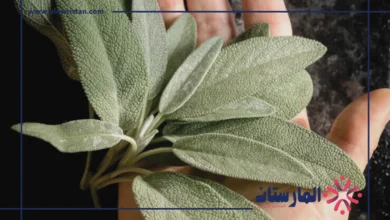 فوائد الميرمية للرجال
