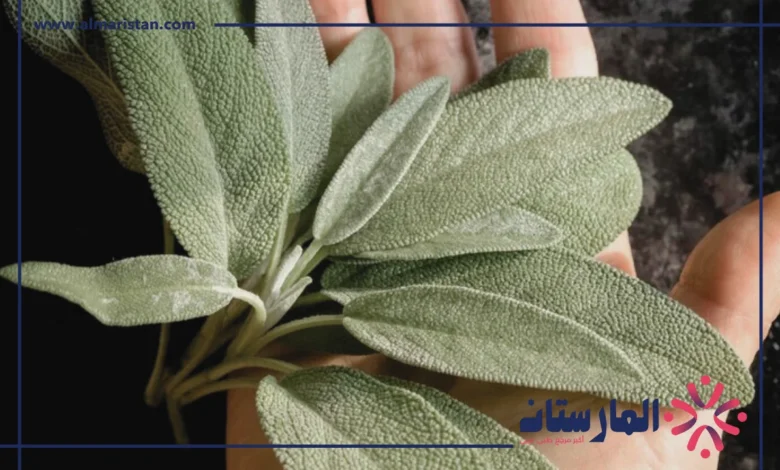 فوائد الميرمية للرجال